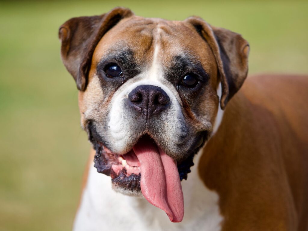 diagnose and fix hyperventilation in dogs