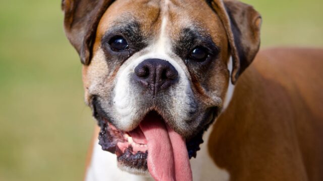 diagnose and fix hyperventilation in dogs