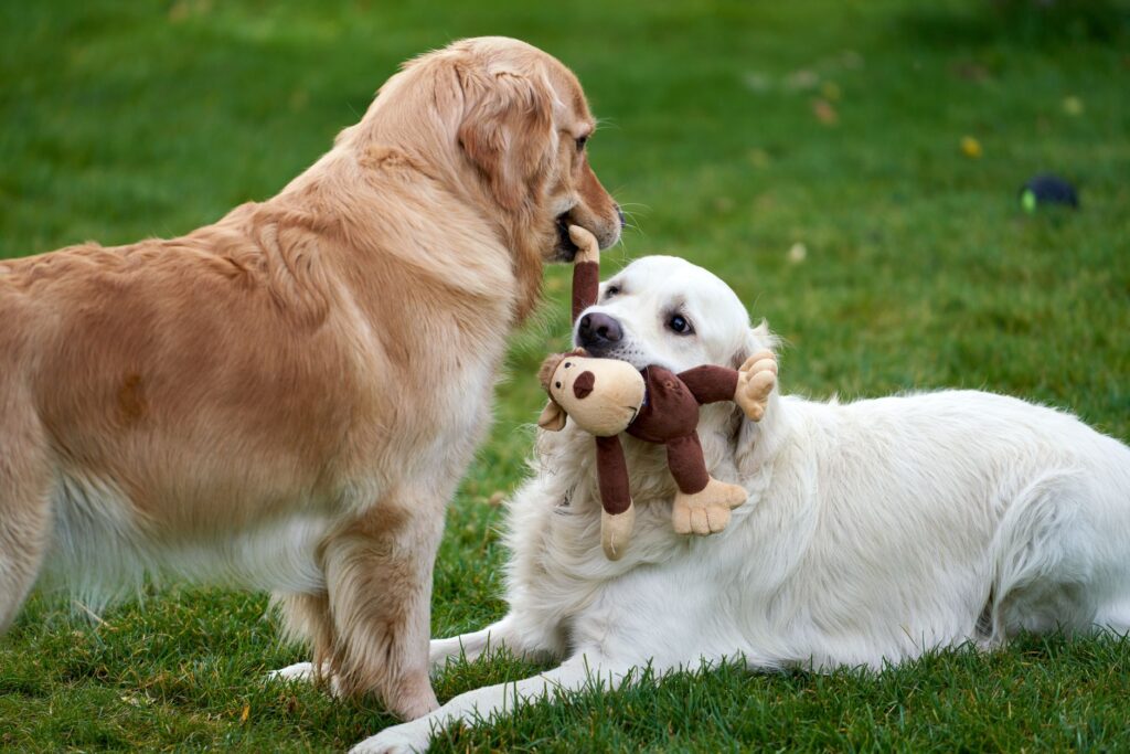 diy dog toys