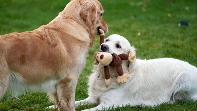 diy dog toys