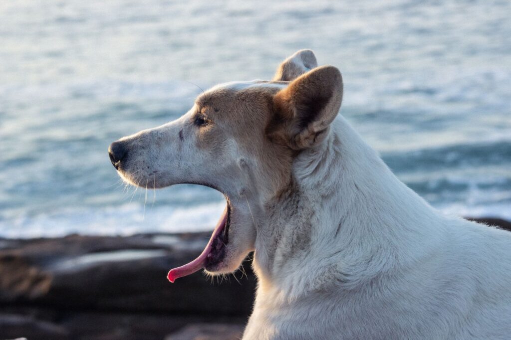 fda approves first dual purpose medication for canine anxiety