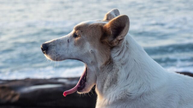 fda approves first dual purpose medication for canine anxiety