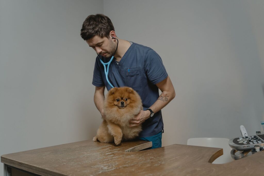 fibrosarcomas in dogs