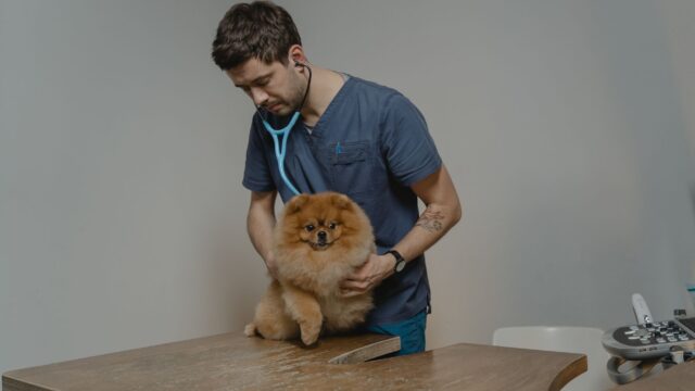 fibrosarcomas in dogs