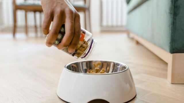 fresh dog food vs processed