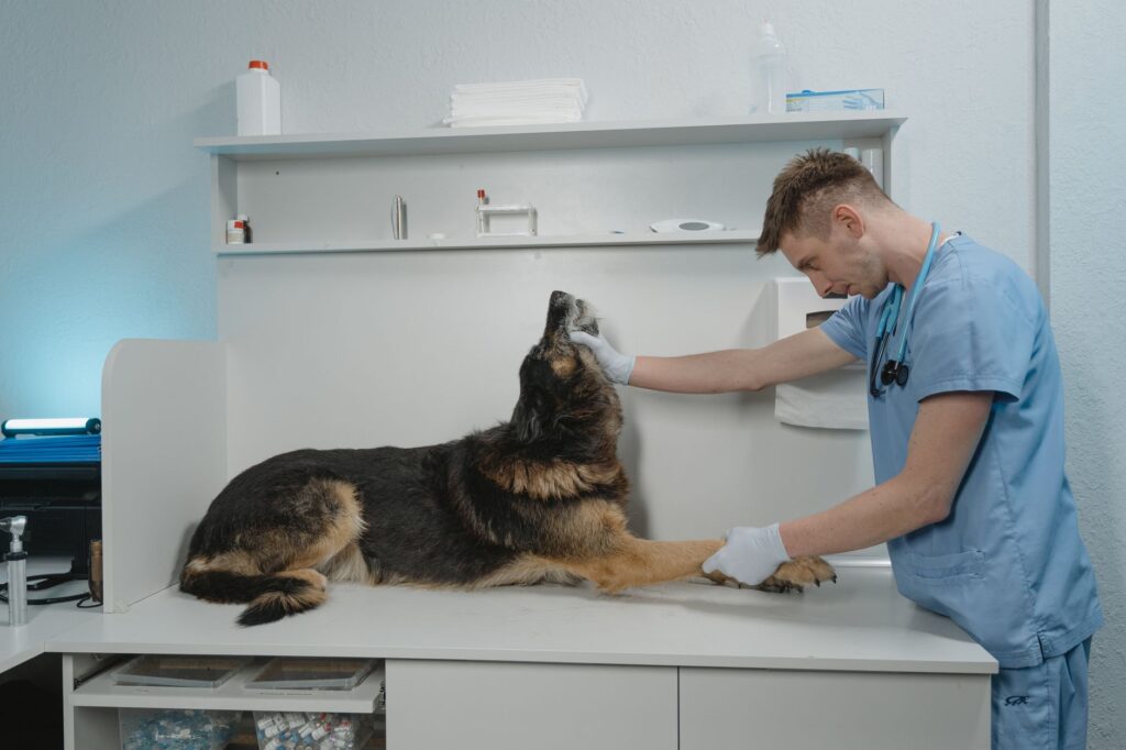 hematochezia in dogs
