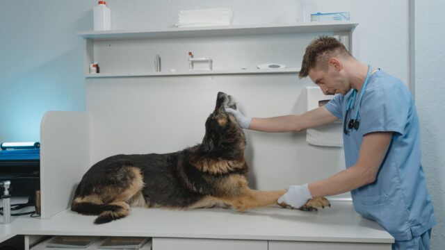 hematochezia in dogs