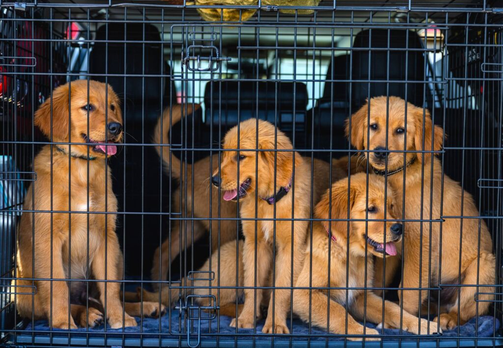 how to set up a dog crate correctly