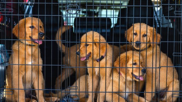 how to set up a dog crate correctly
