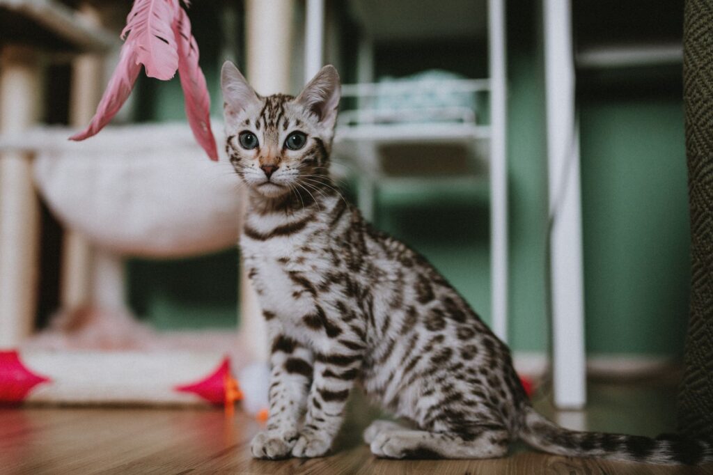 interactive play for cats