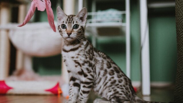 interactive play for cats