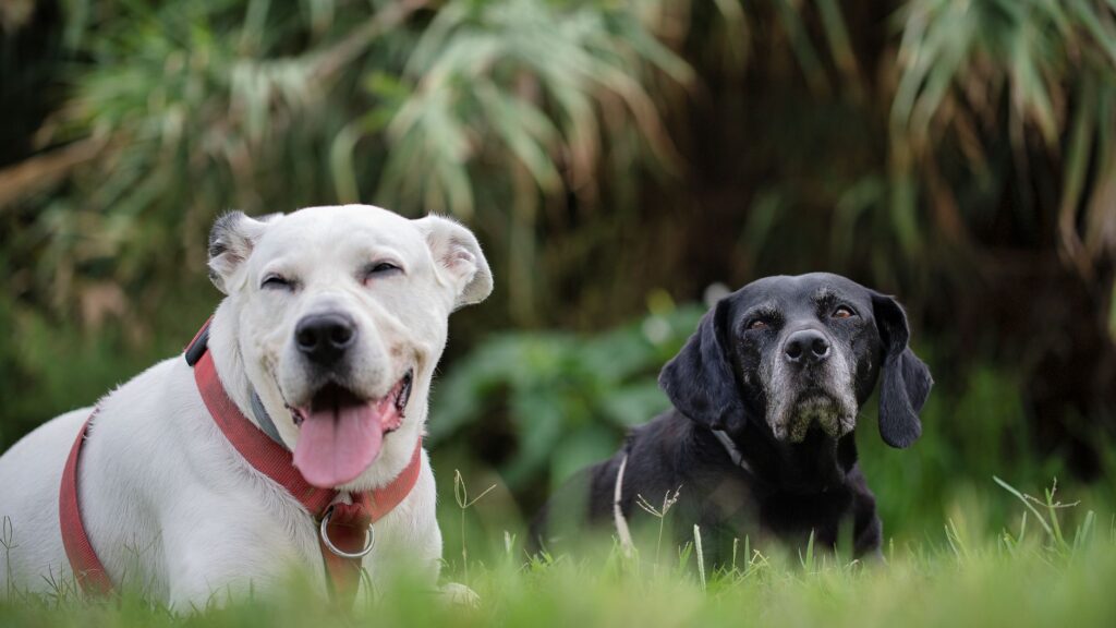 ontario bans ear cropping and debarking