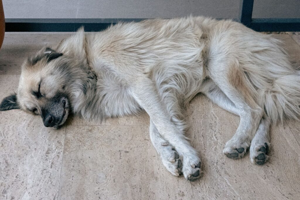 stress free dog acclimation