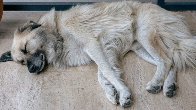 stress free dog acclimation