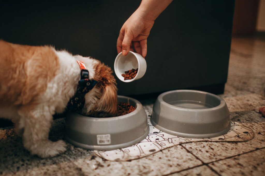 top 5 dog diets for optimal health
