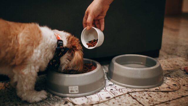 top 5 dog diets for optimal health