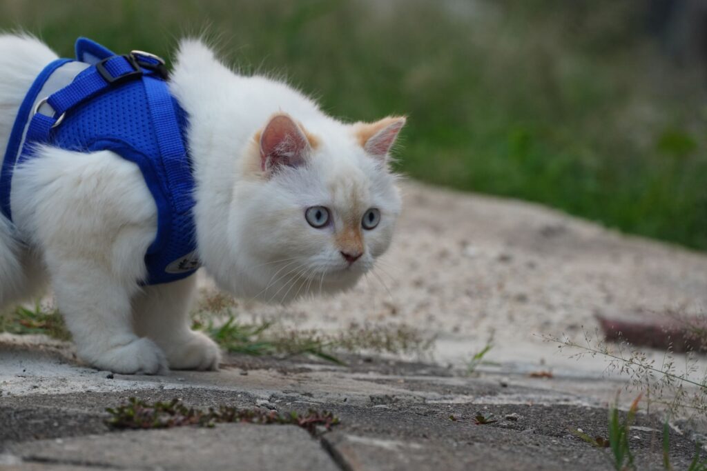top 5 essential tips for training your new cat