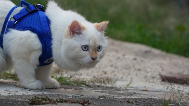 top 5 essential tips for training your new cat