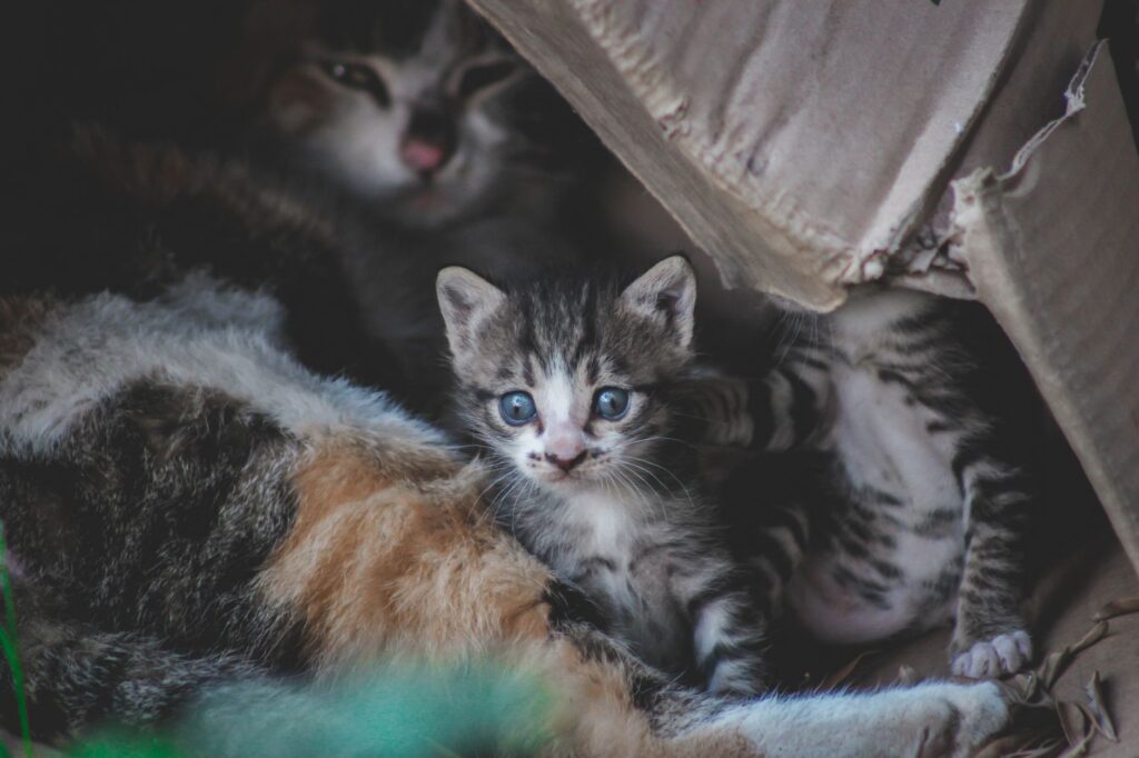 troubleshooting litter box issues