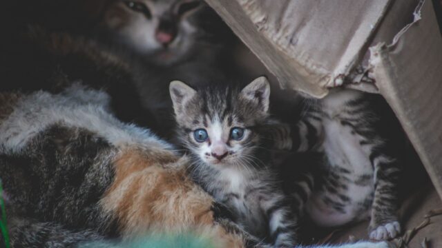 troubleshooting litter box issues