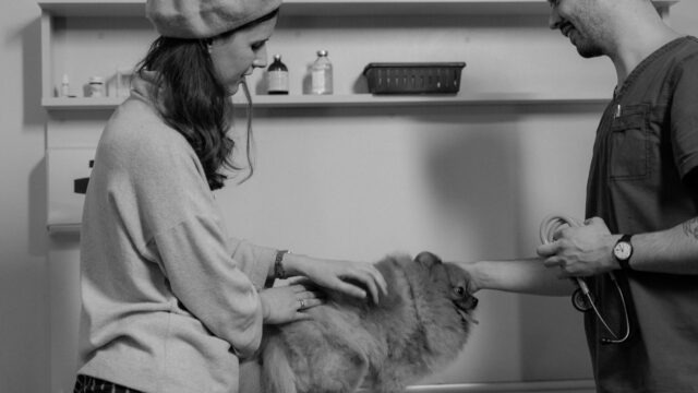 understanding biopsy for dogs
