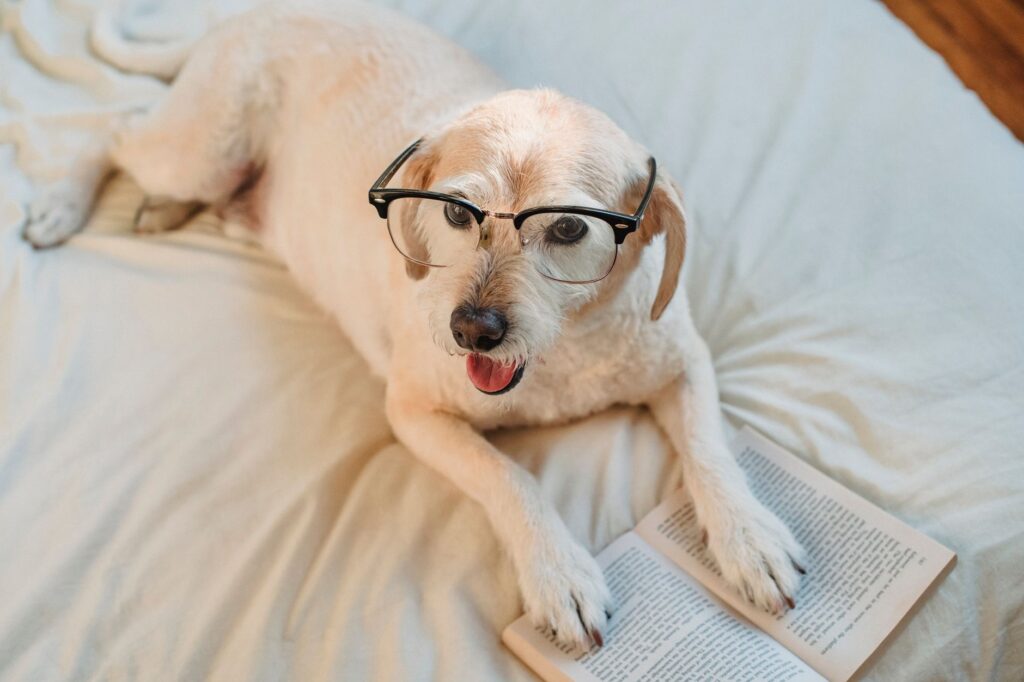 understanding canine intelligence