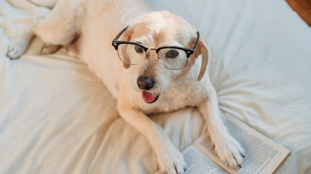 understanding canine intelligence
