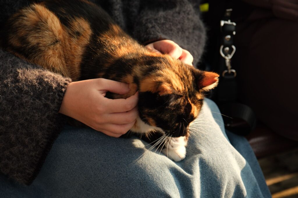 understanding cat purring