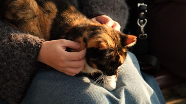 understanding cat purring